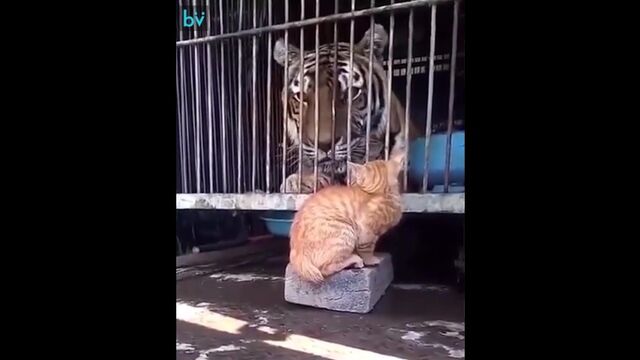 Порнуха №46327 - 2pornuha.com