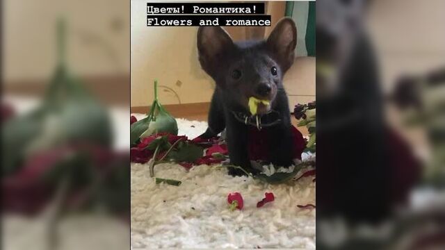 Порнуха №159504 - 2pornuha.com