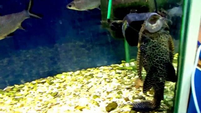 Порнуха №129750 - 2pornuha.com