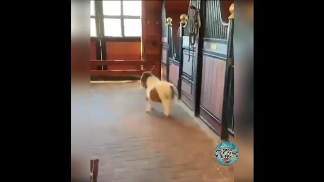 Порнуха №46034 - 2pornuha.com