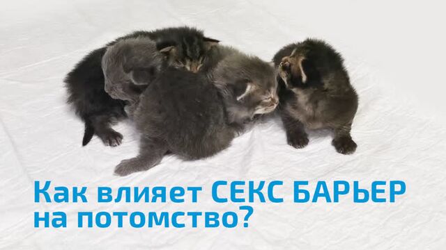Порнуха №92395 - 2pornuha.com