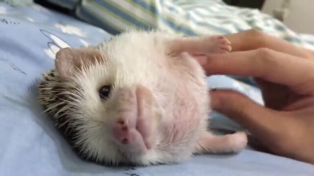 Порнуха №63325 - 2pornuha.com