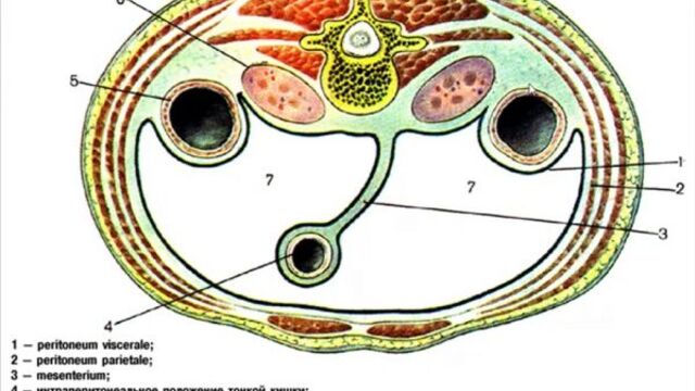 Порнуха №59807 - 2pornuha.com