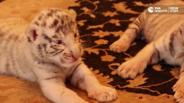 Порнуха №32173 - 2pornuha.com