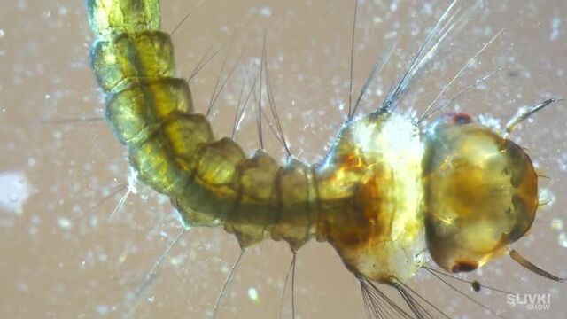 Порнуха №58201 - 2pornuha.com