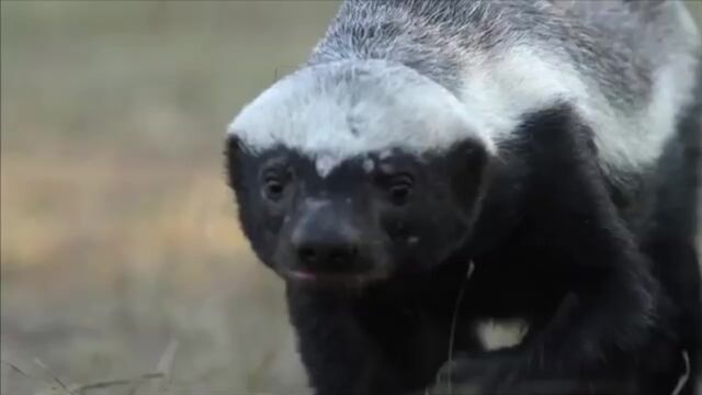 Порнуха №208830 - 2pornuha.com