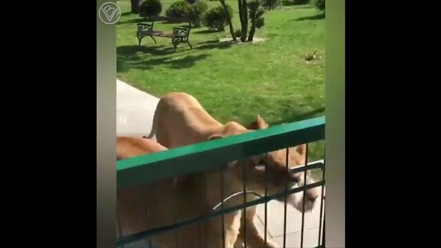 Порнуха №87251 - 2pornuha.com