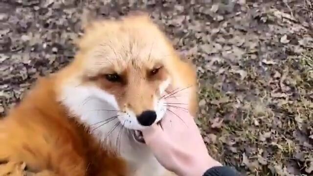 Порнуха №44085 - 2pornuha.com